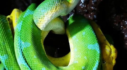 Grøn slange